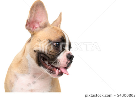 portrait of cute french bulldog isolated portrait of cute french bulldog isolated 54300802