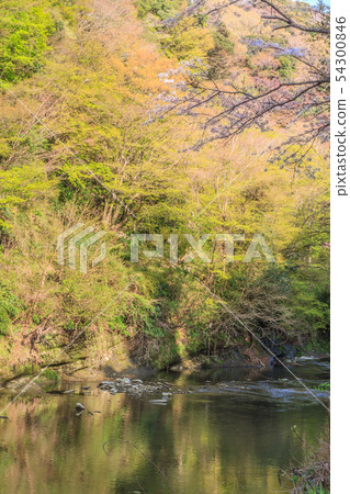 Landscape seen from Nakase boardwalk in Yoro Valley in spring 54300846