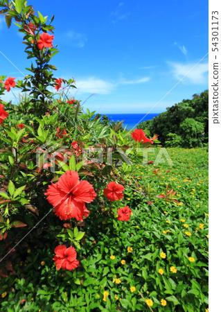 芙蓉盛開的夏天 54301173