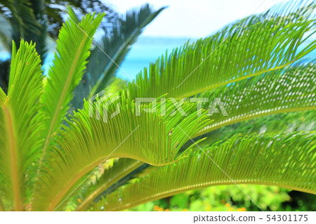 生動的綠色和藍色的大海 54301175