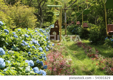 Lift and Hydrangea 54301829