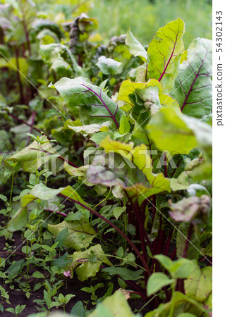 Garden beds of beet 54302143