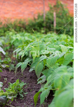 Garden beds of beans Garden beds of beans 54302188