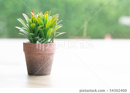 Green small tree in pot on wood table in coffee Green small tree in pot on wood table in coffee 54302400