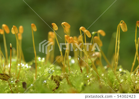 孢子體的苔蘚 孢子體的苔蘚 54302423