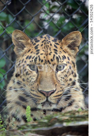 A leopard A leopard 54302426