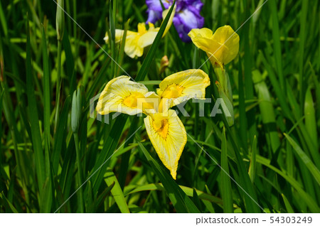 Iris iris Shobu 54303249