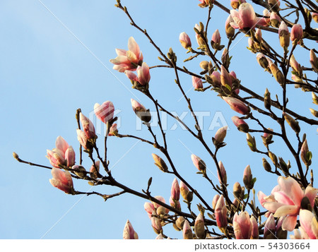 Tulip-Magnolia, Magnolia x soulangeana Lennei, Tulip-Magnolia, Magnolia x soulangeana Lennei, 54303664