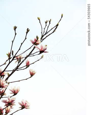Tulip-Magnolia, Magnolia x soulangeana Lennei, 54303665