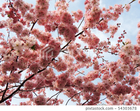 Japanese cherry, Prunus serrulata, during 54303678