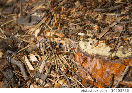 many ants working together 54303756