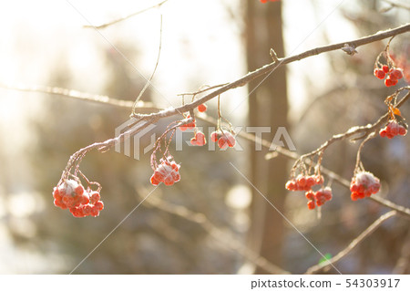 Frozen red berries on a tree Frozen red berries on a tree 54303917