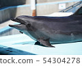 海豚談話 54304278