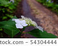 繡球花在路邊 54304444