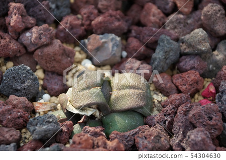 Cochlea, cactus, dry 54304630