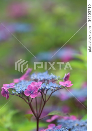 Hydrangea hydrangea 54305710