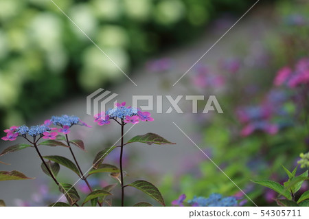 Hydrangea hydrangea Hydrangea hydrangea 54305711