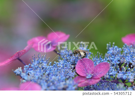 繡球花繡球花 繡球花繡球花 54305712