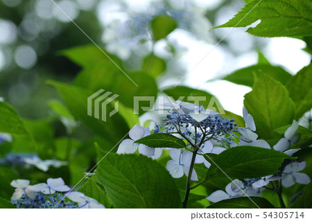 繡球花繡球花 54305714