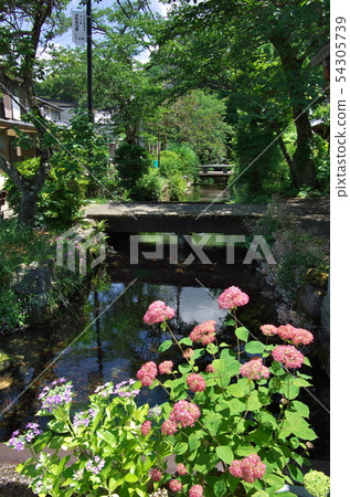 Maibara City, Shiga Prefecture: Araijuku / Jizo River Scenery 54305739