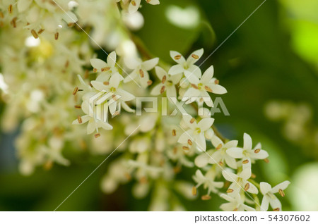 女貞花 女貞花 54307602