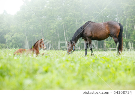 馬父母和孩子 54308734