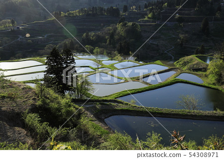 Terraced fields of Nagaoka Yamakoshi 54308971