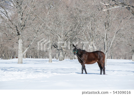 Ranch with snow scene Ranch with snow scene 54309016