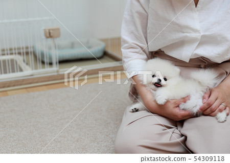 博美犬（狗狗狗有機體動物譜系小狗兒童狗白色白色譜系西方狗） 54309118