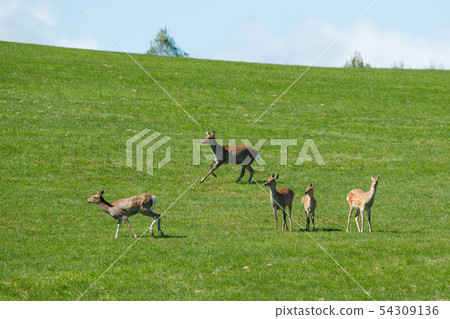 Ezoshima群 54309136