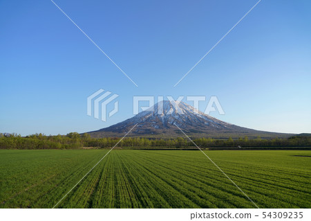 羊蹄山和田野 羊蹄山和田野 54309235