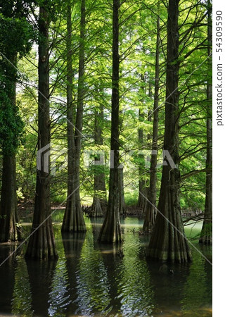 龍貓和自然森林 54309590