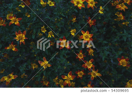 夢幻般的鮮花 夢幻般的鮮花 54309695