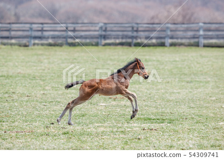 一隻小馬駒 54309741