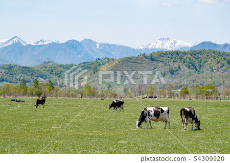 Cow and Hidaka Mountains Cow and Hidaka Mountains 54309920