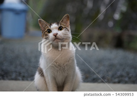 還是米飯嗎？ 54309953