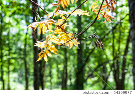 dried leaves of rowan illuminated by sun close up 54309977
