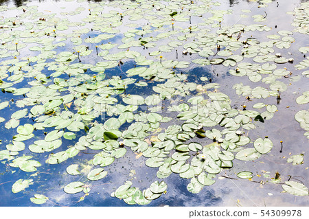 pond overgrown by yellow and white water lily pond overgrown by yellow and white water lily 54309978