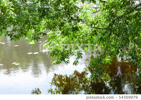 green branches of maple ash tree over forest pond green branches of maple ash tree over forest pond 54309979