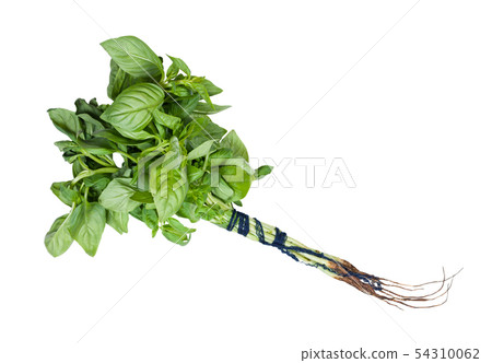 bunch of fresh sweet basil herb isolated bunch of fresh sweet basil herb isolated 54310062