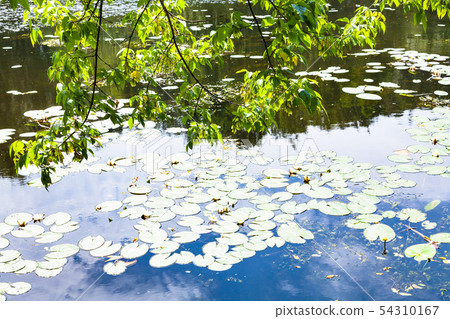 maple ash tree over river overgrown by water lily maple ash tree over river overgrown by water lily 54310167