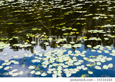 water-lily leaves in dark water of forest river water-lily leaves in dark water of forest river 54310168