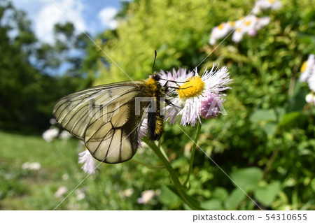 Ushuba clan 54310655