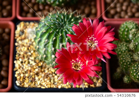 Red flowers of Lobivia spp. 54310676