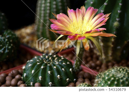 Two-tone flowers of Lobivia spp. 54310679