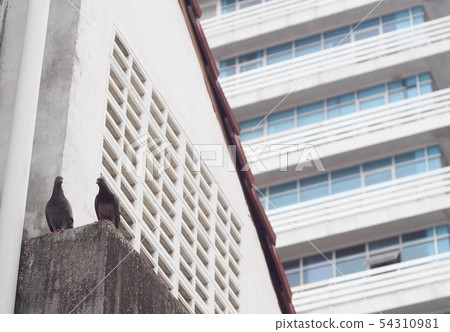 wild urban pigeons birds on concrete house 54310981