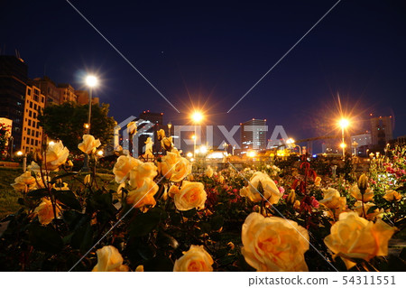 玫瑰園在晚上 54311551