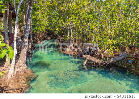 Mangrove and crystal clear water stream canal at 54311615