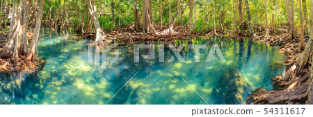Mangrove and crystal clear water stream canal at 54311617