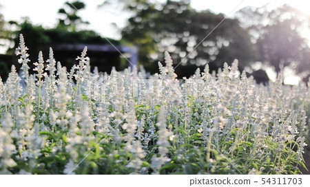Salvia Farinathea Victoria White Salvia Farinathea Victoria White 54311703